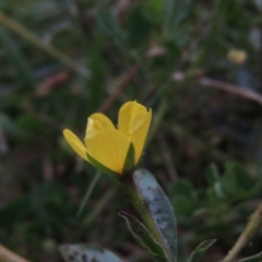 Ludwigia peploides subsp. montevidensis at Yarralumla, ACT - 24 Mar 2016 07:07 PM