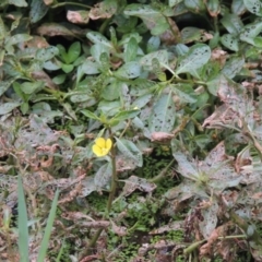 Ludwigia peploides subsp. montevidensis at Yarralumla, ACT - 24 Mar 2016 07:07 PM