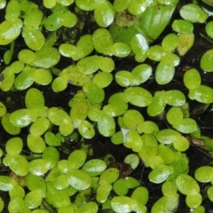 Lemna disperma (Common Duck-weed) at Yarralumla, ACT - 24 Mar 2016 by MichaelBedingfield