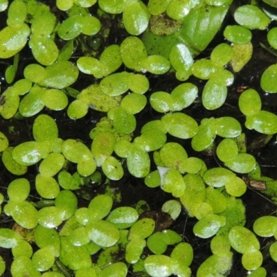 Lemna disperma (Common Duck-weed) at Lake Burley Griffin West - 24 Mar 2016 by michaelb