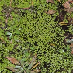 Lemna disperma at Yarralumla, ACT - 24 Mar 2016