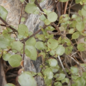 Pittosporum tenuifolium at Fadden, ACT - 21 Mar 2016