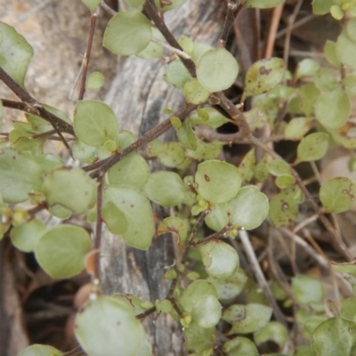 Pittosporum tenuifolium (Kohuhu) at Fadden, ACT - 21 Mar 2016 by MichaelMulvaney