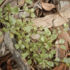 Pittosporum tenuifolium at Fadden, ACT - 21 Mar 2016