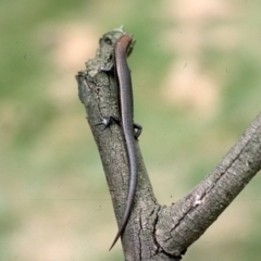 Lampropholis delicata (Delicate Skink) at Mayfield, NSW - 27 Jan 1976 by wombey