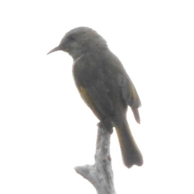 Phylidonyris pyrrhopterus (Crescent Honeyeater) at Fadden, ACT - 28 Mar 2016 by ArcherCallaway