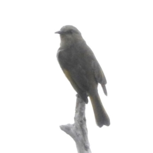 Phylidonyris pyrrhopterus at Fadden, ACT - 28 Mar 2016