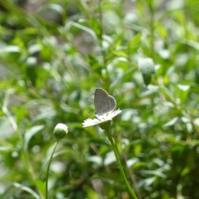 Zizina otis (Common Grass-Blue) at Holt, ACT - 30 Mar 2016 by ChrisDavey