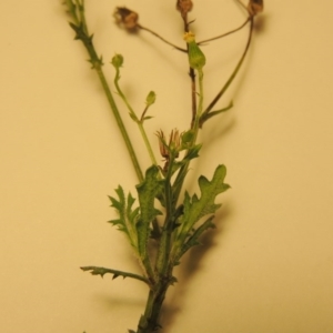 Senecio bathurstianus at Bonython, ACT - 30 Mar 2016 08:39 PM