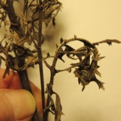 Senecio bathurstianus at Bonython, ACT - 30 Mar 2016 08:39 PM