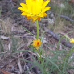 Xerochrysum viscosum (Sticky Everlasting) at Majura, ACT - 28 Oct 2014 by ClubFED