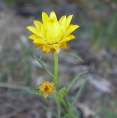 Xerochrysum viscosum at Majura, ACT - 28 Oct 2014