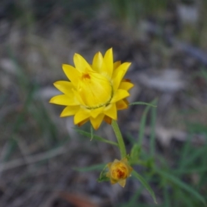 Xerochrysum viscosum at Majura, ACT - 28 Oct 2014