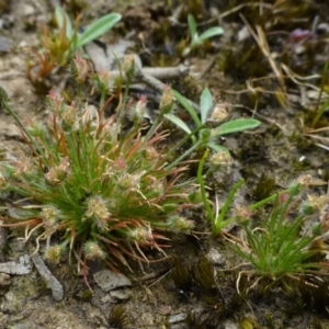 Centrolepis strigosa at Bruce, ACT - 22 Oct 2014 12:00 AM