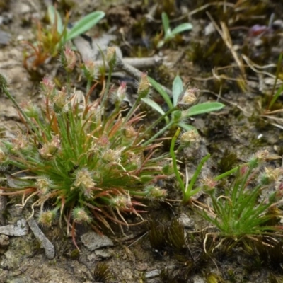 Centrolepis strigosa (Hairy Centrolepis) at Black Mountain - 21 Oct 2014 by RWPurdie