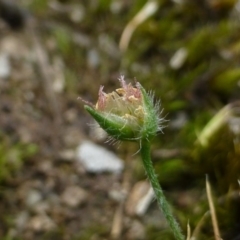 Centrolepis strigosa at Bruce, ACT - 22 Oct 2014 12:00 AM