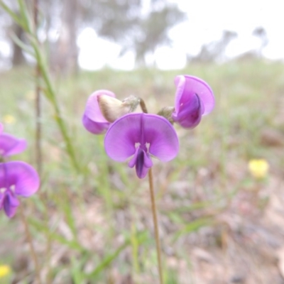 Swainsona sericea (Silky Swainson-Pea) at Tennent, ACT - 14 Oct 2003 by michaelb