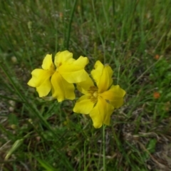 Goodenia pinnatifida (Scrambled Eggs) at Black Mountain - 25 Oct 2014 by RWPurdie