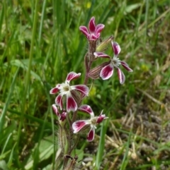 Silene gallica var. quinquevulnera (Five-wounded Catchfly) at Canberra Central, ACT - 26 Oct 2014 by RWPurdie