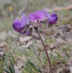 Swainsona sericea (Silky Swainson-Pea) at Gigerline Nature Reserve - 20 Oct 2014 by michaelb