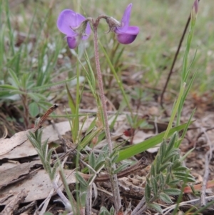 Swainsona sericea at Tennent, ACT - 20 Oct 2014