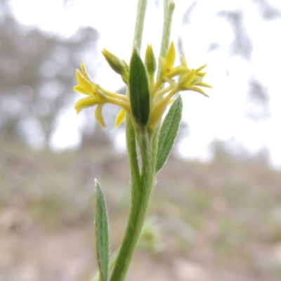 Pimelea curviflora (Curved Rice-flower) at Tennent, ACT - 20 Oct 2014 by MichaelBedingfield