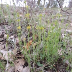 Pimelea curviflora at Tennent, ACT - 20 Oct 2014 06:12 PM