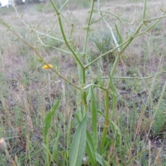 Rumex dumosus (Wiry Dock) at Pine Island to Point Hut - 28 Oct 2014 by MichaelBedingfield