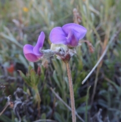 Swainsona sericea (Silky Swainson-Pea) at Bonython, ACT - 28 Oct 2014 by MichaelBedingfield