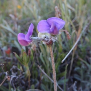 Swainsona sericea at Bonython, ACT - 28 Oct 2014 07:23 PM