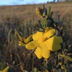 Hibbertia obtusifolia (Grey Guinea-flower) at Bonython, ACT - 28 Oct 2014 by michaelb