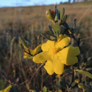 Hibbertia obtusifolia at Bonython, ACT - 28 Oct 2014