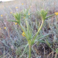 Eryngium ovinum (Blue Devil) at Bonython, ACT - 28 Oct 2014 by MichaelBedingfield