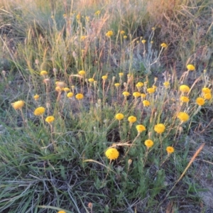 Leptorhynchos squamatus at Bonython, ACT - 28 Oct 2014 07:33 PM