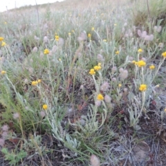 Chrysocephalum apiculatum (Common Everlasting) at Bonython, ACT - 28 Oct 2014 by MichaelBedingfield