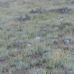 Chrysocephalum apiculatum at Bonython, ACT - 28 Oct 2014