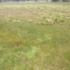 Drosera sp. at Ngunnawal, ACT - 29 Oct 2014