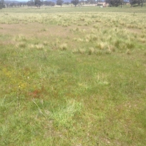 Drosera sp. at Ngunnawal, ACT - 29 Oct 2014