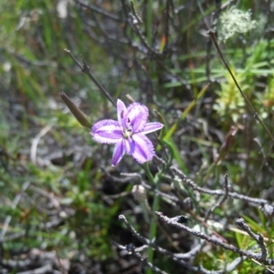 Thysanotus patersonii at Goorooyarroo NR (ACT) - 29 Oct 2014