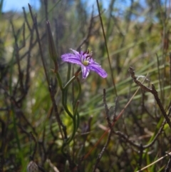 Thysanotus patersonii at Goorooyarroo NR (ACT) - 29 Oct 2014