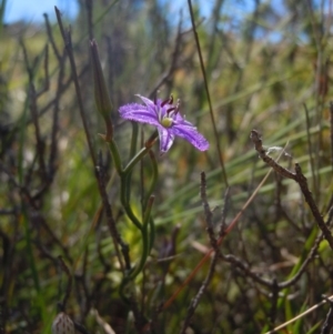 Thysanotus patersonii at Goorooyarroo NR (ACT) - 29 Oct 2014