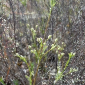 Daucus glochidiatus at Gungahlin, ACT - 29 Oct 2014