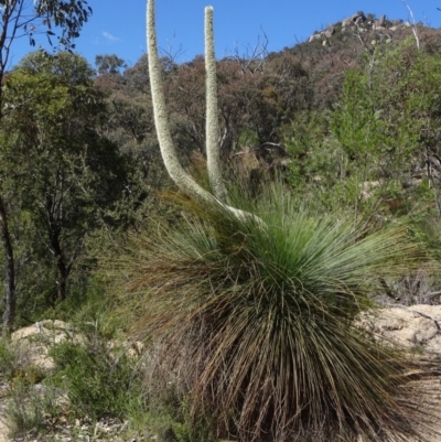 Xanthorrhoea glauca subsp. angustifolia (Grey Grass-tree) at Birrigai - 28 Oct 2014 by galah681