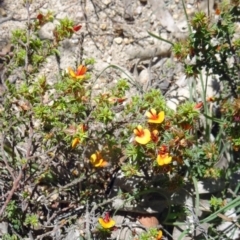 Pultenaea procumbens (Bush Pea) at Paddys River, ACT - 28 Oct 2014 by galah681