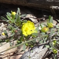 Hibbertia obtusifolia (Grey Guinea-flower) at Birrigai - 28 Oct 2014 by galah681