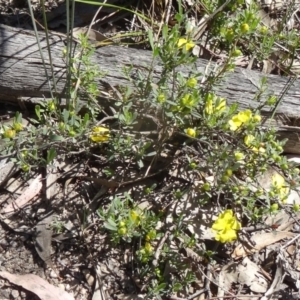 Hibbertia obtusifolia at Paddys River, ACT - 29 Oct 2014