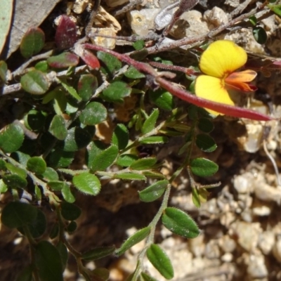 Bossiaea buxifolia (Matted Bossiaea) at Paddys River, ACT - 29 Oct 2014 by galah681