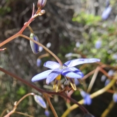 Dianella revoluta var. revoluta (Black-Anther Flax Lily) at Paddys River, ACT - 28 Oct 2014 by galah681