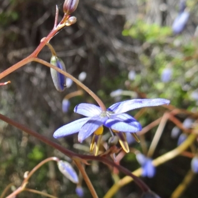 Dianella revoluta var. revoluta (Black-Anther Flax Lily) at Paddys River, ACT - 29 Oct 2014 by galah681