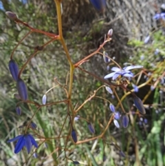 Dianella revoluta var. revoluta at Paddys River, ACT - 29 Oct 2014 09:26 AM